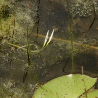 Blyxa octandra (Roxb.) Planch. ex Thwaites